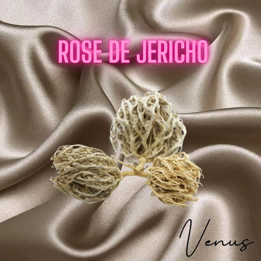 Rose de jericho